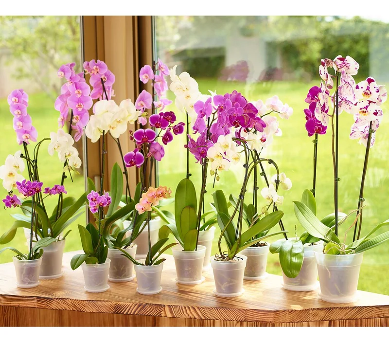 Artevasi Macetero Madagascar Orquídea 19 Cm De Plástico Reciclado