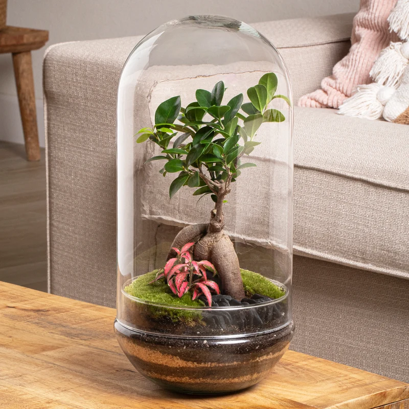 Terrario Madagascar Rain 19x36 Cm