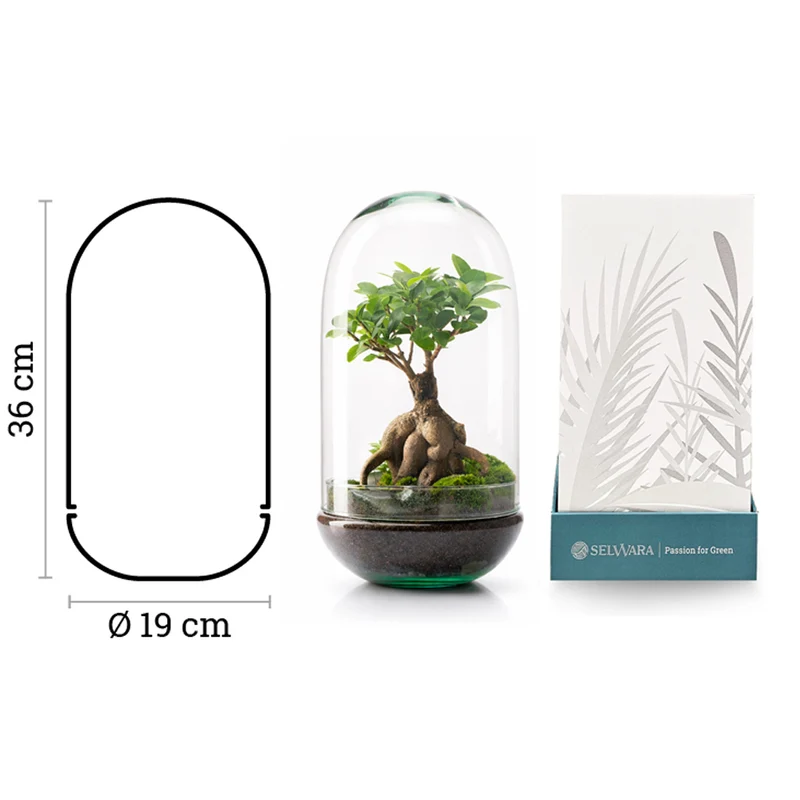 Terrario Madagascar Rain 19x36 Cm