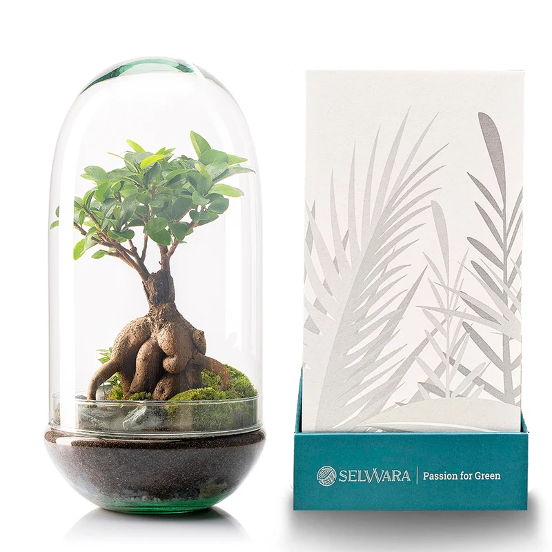 Terrario Madagascar Rain 19x36 Cm