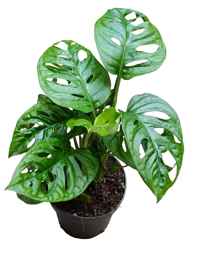 Monstera Adasonii 1 Planta De Interior Ø12 - 30 Cm