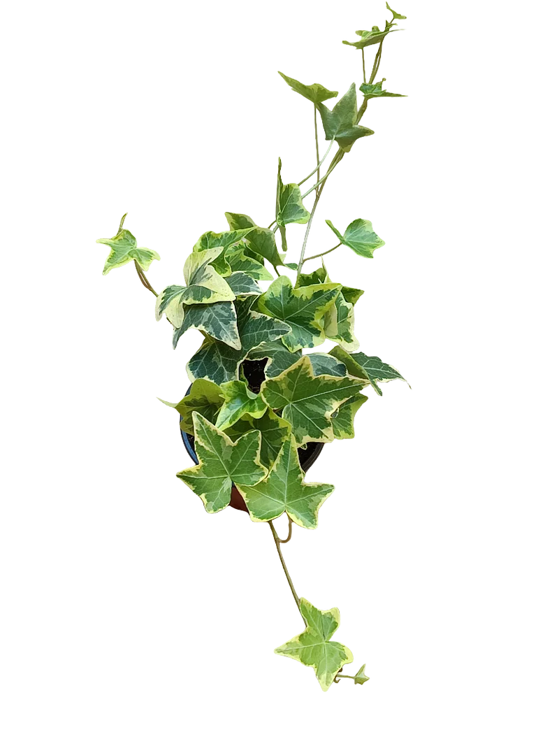 Hedera Goldchild Amarilla Planta Colgante De Interior Ø8