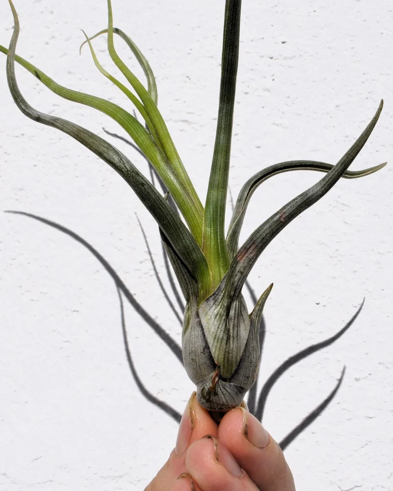 Tillandsia pseudobaileyi [M]; planta del aire, fácil cultivo; Curiosarium; altura 20-30 cm, diámetro 10-20 cm
