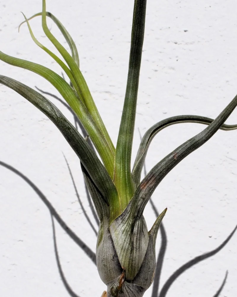 Tillandsia pseudobaileyi [M]; planta del aire, fácil cultivo; Curiosarium; altura 20-30 cm, diámetro 10-20 cm