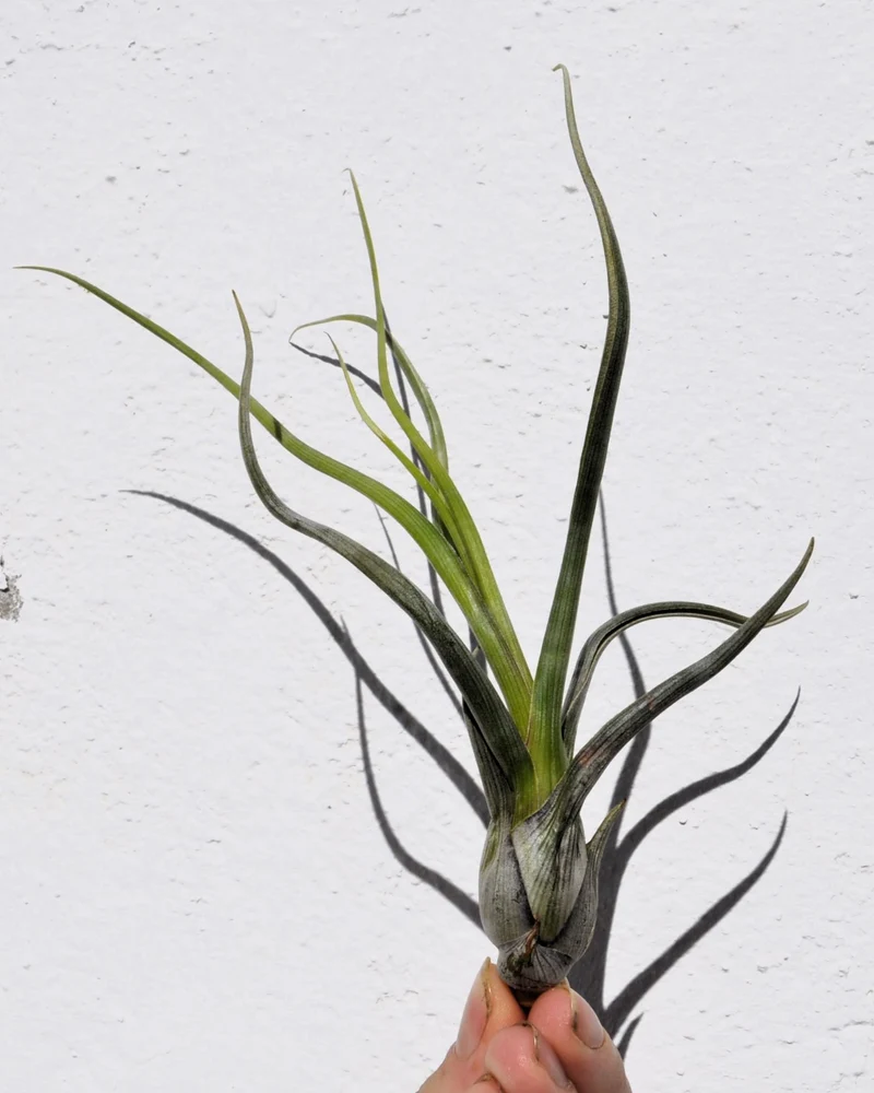 Tillandsia pseudobaileyi [M]; planta del aire, fácil cultivo; Curiosarium; altura 20-30 cm, diámetro 10-20 cm