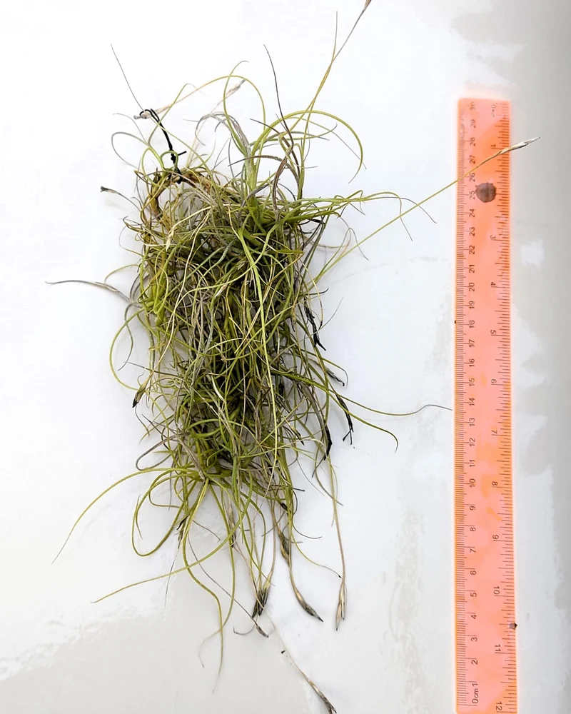 Tillandsia mallemontii; planta del aire enmarañada, flores fragantes; Curiosarium; altura 15-35 cm, diámetro 10-15 cm
