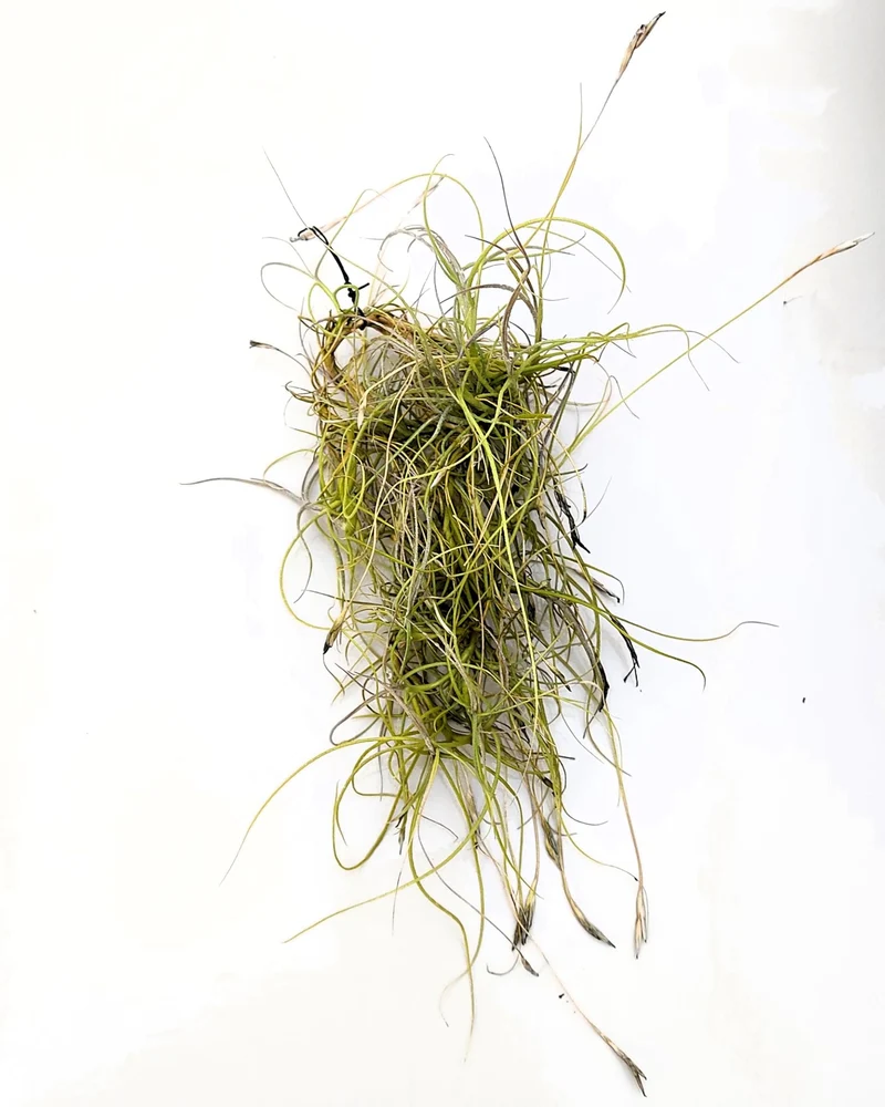 Tillandsia mallemontii; planta del aire enmarañada, flores fragantes; Curiosarium; altura 15-35 cm, diámetro 10-15 cm