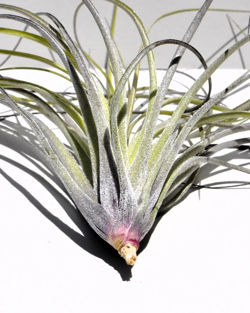 Tillandsia stricta; planta del aire, clavel del aire, verde grisácea; Curiosarium; altura 12 cm, diámetro 10 cm