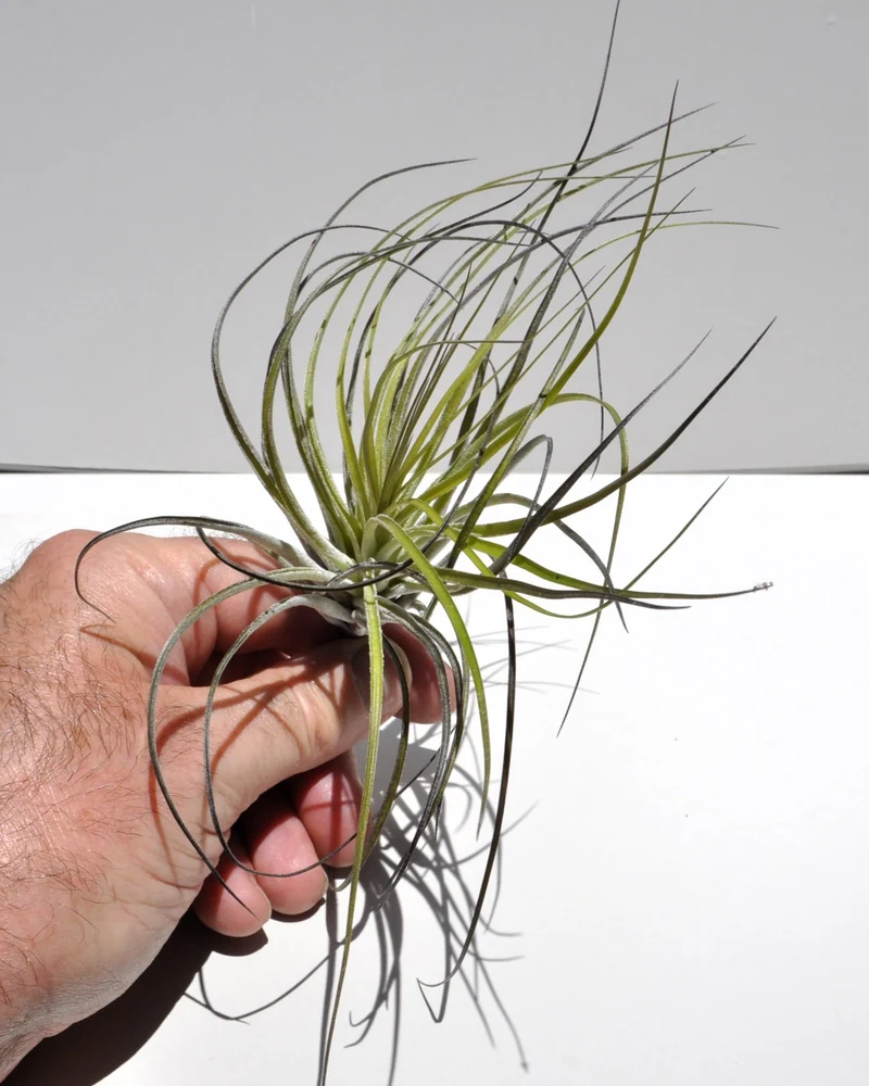 Tillandsia stricta; planta del aire, clavel del aire, verde grisácea; Curiosarium; altura 12 cm, diámetro 10 cm