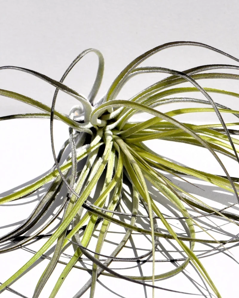 Tillandsia stricta; planta del aire, clavel del aire, verde grisácea; Curiosarium; altura 12 cm, diámetro 10 cm