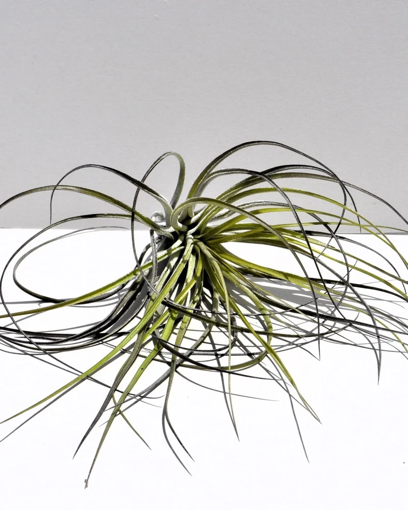 Tillandsia stricta; planta del aire, clavel del aire, verde grisácea; Curiosarium; altura 12 cm, diámetro 10 cm