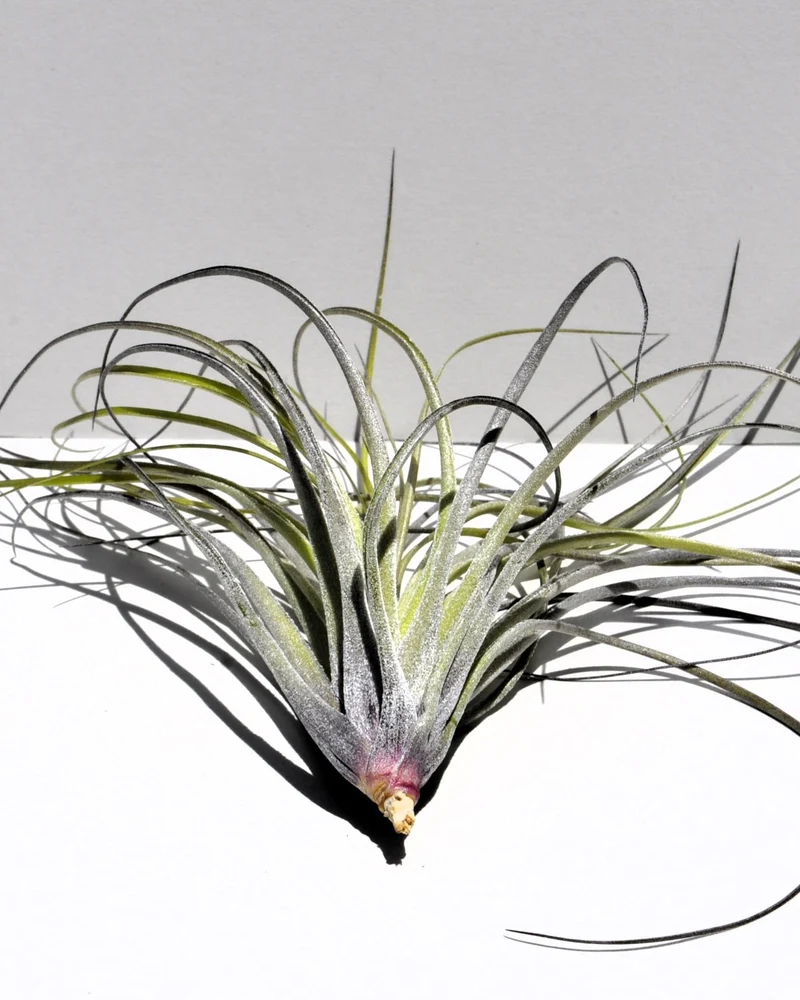 Tillandsia stricta; planta del aire, clavel del aire, verde grisácea; Curiosarium; altura 12 cm, diámetro 10 cm