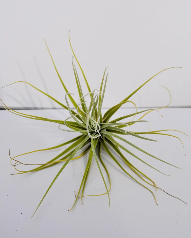 Tillandsia velickiana (= T. feldhoffii); planta del aire verde grisácea; Curiosarium; altura 12-15 cm, diámetro 15-20 cm