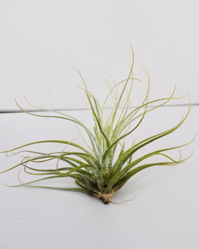 Tillandsia velickiana (= T. feldhoffii); planta del aire verde grisácea; Curiosarium; altura 12-15 cm, diámetro 15-20 cm
