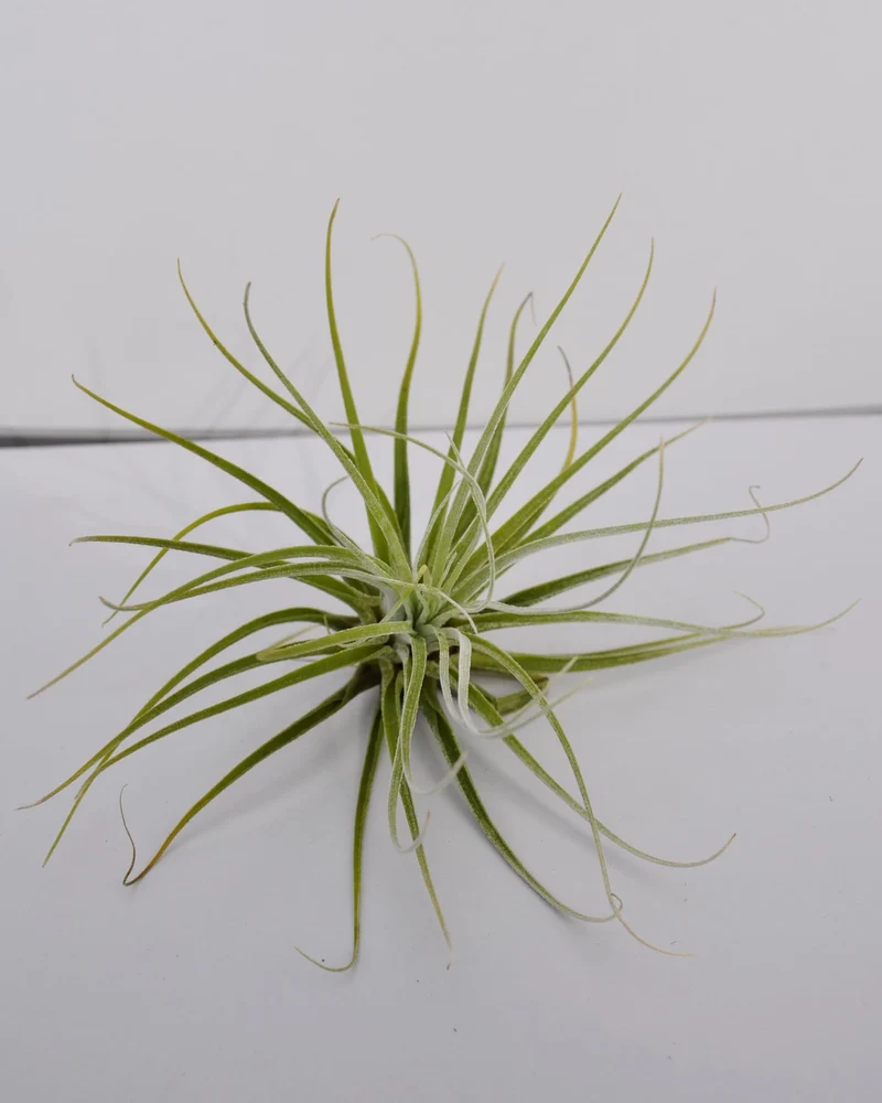 Tillandsia velickiana (= T. feldhoffii); planta del aire verde grisácea; Curiosarium; altura 12-15 cm, diámetro 15-20 cm