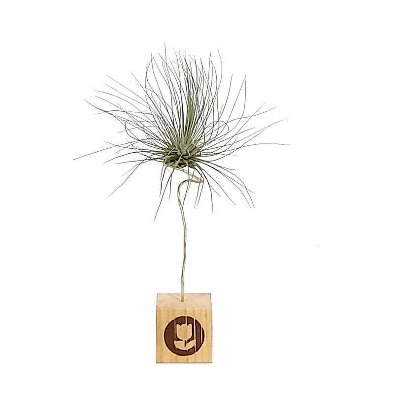 Tillandsia Guchsii F.gracilis 10cm Alto X 8cm Ancho