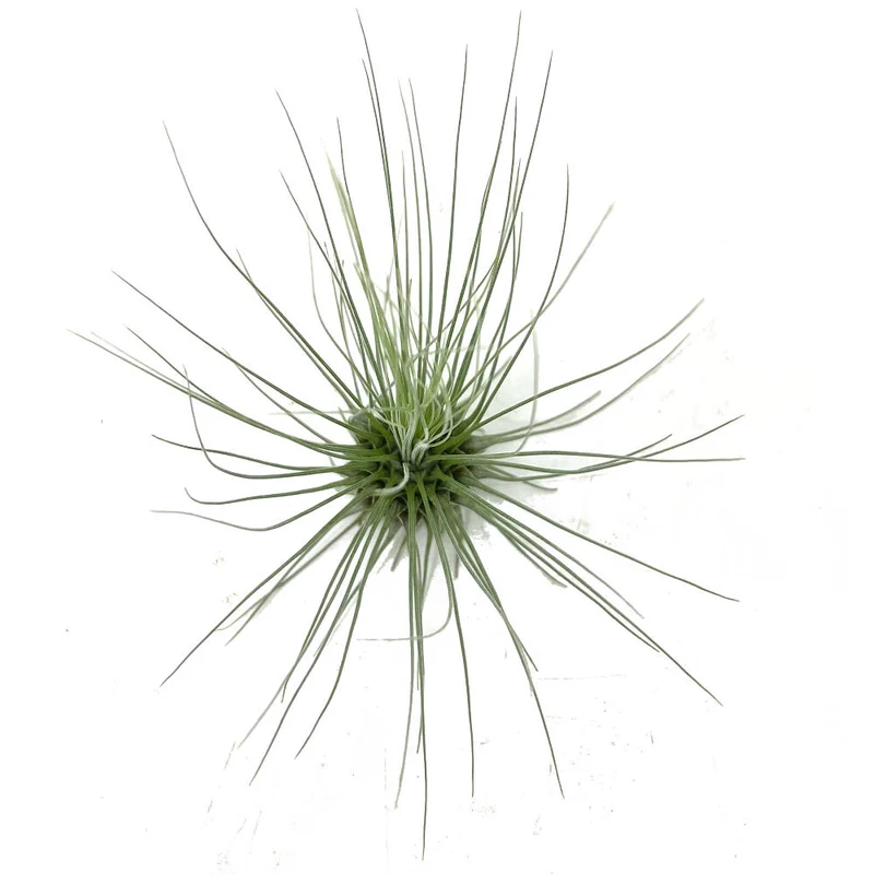 Tillandsia Guchsii F.gracilis 10cm Alto X 8cm Ancho