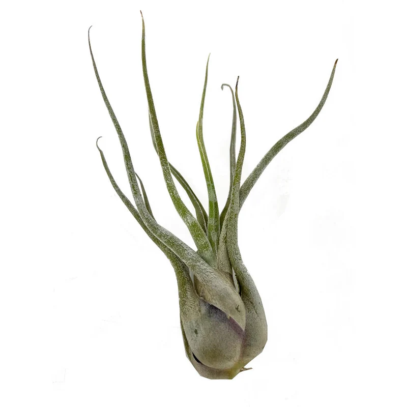 Tillandsia Caput Medusae 13cm Alto X 10cm Ancho