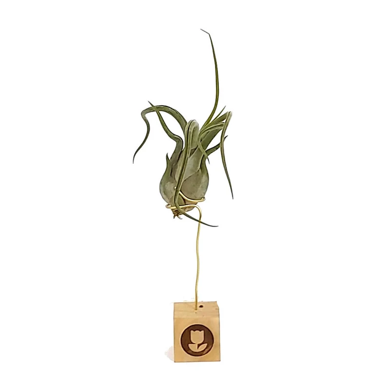 Tillandsia Caput Medusae 13cm Alto X 10cm Ancho