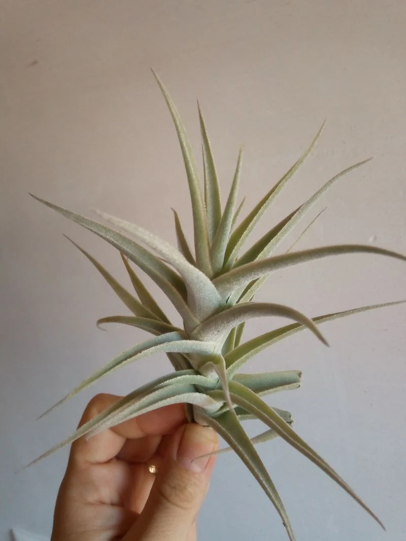 Tillandsia Purpurea Planta Aire Clave Tilandsias