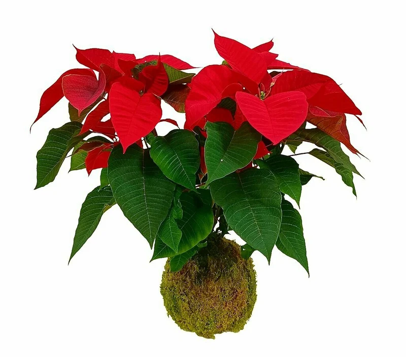 Kokedama Poinsetia 50cm