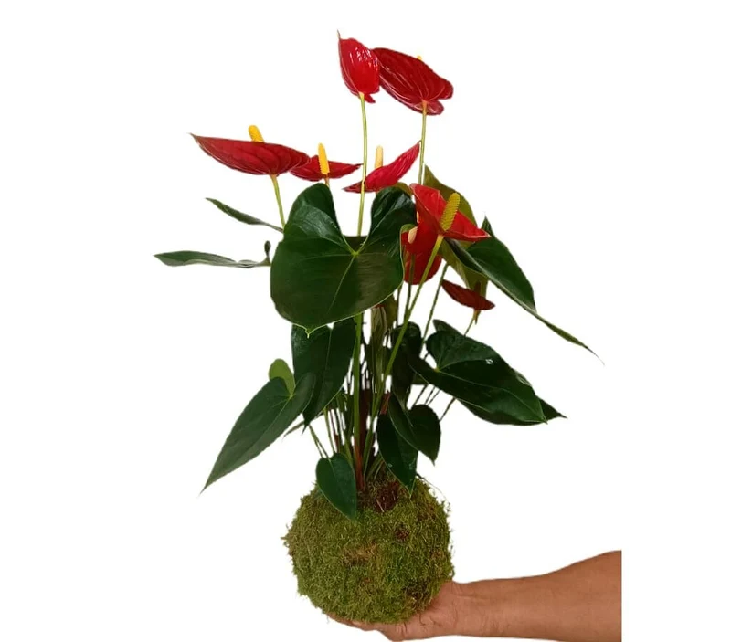Kokedama Anthurium M17
