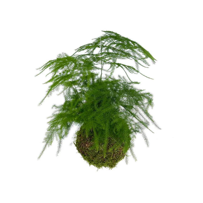 Kokedama Asparragus Colgante