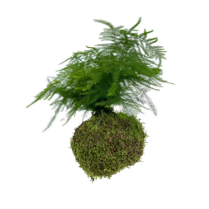 Kokedama Asparragus Colgante