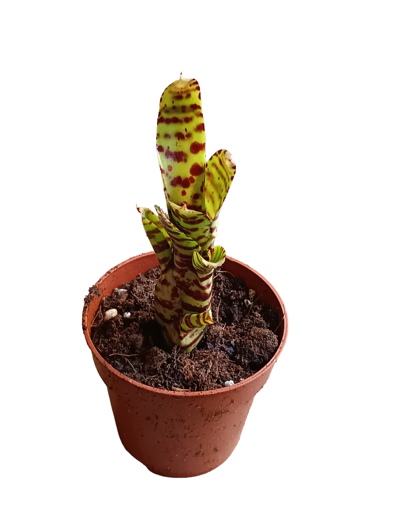 Neoregelia Zotica Planta Bromelia Para Terrarios E Inteior