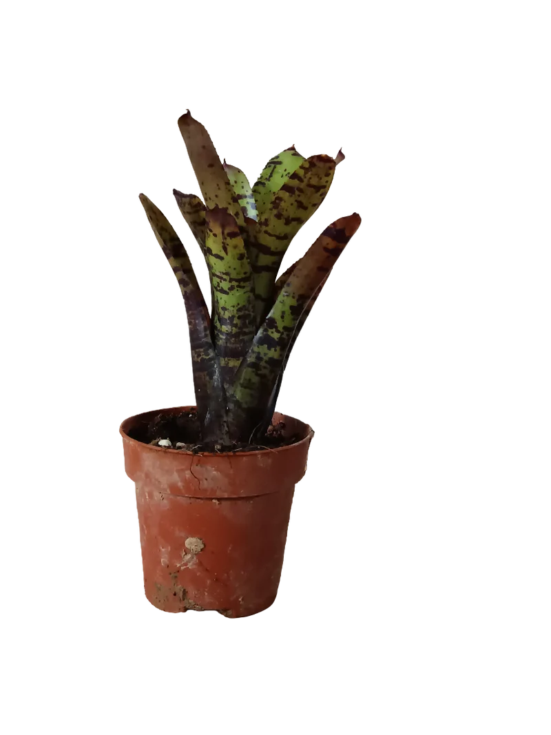 Neoregelia Jamocha Planta Bromelia Para Terrarios E Inteior