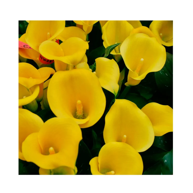1 Bulbo De Zantedeschia Amarilla Variedad Solo