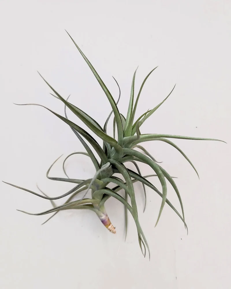 Tillandsia bergeri; planta del aire resistente y de fácil cuidado; Curiosarium; altura 12-15 cm, diámetro 15 cm