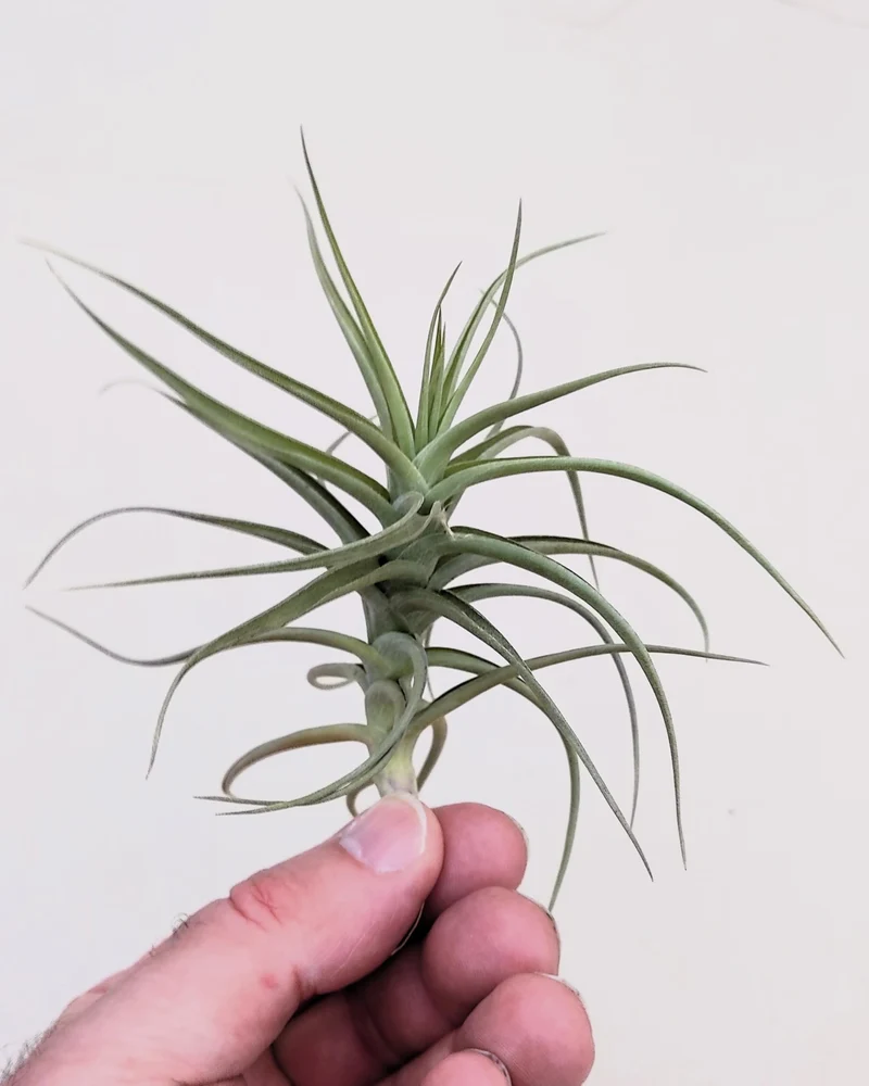 Tillandsia bergeri; planta del aire resistente y de fácil cuidado; Curiosarium; altura 12-15 cm, diámetro 15 cm