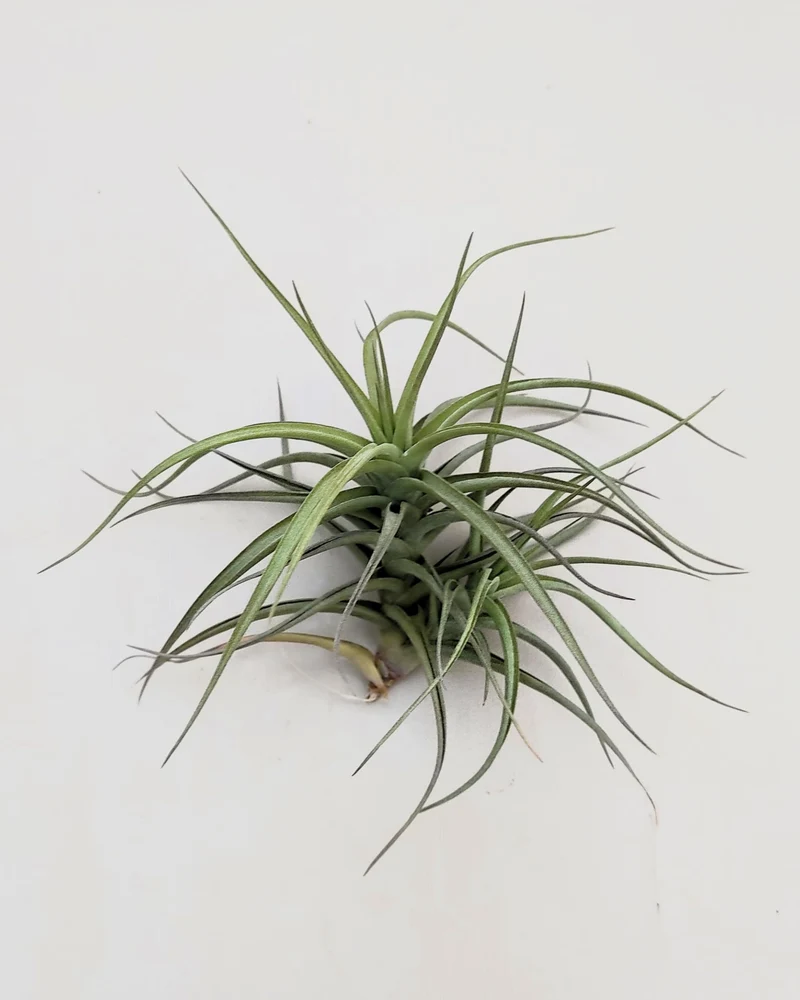 Tillandsia bergeri; planta del aire resistente y de fácil cuidado; Curiosarium; altura 12-15 cm, diámetro 15 cm