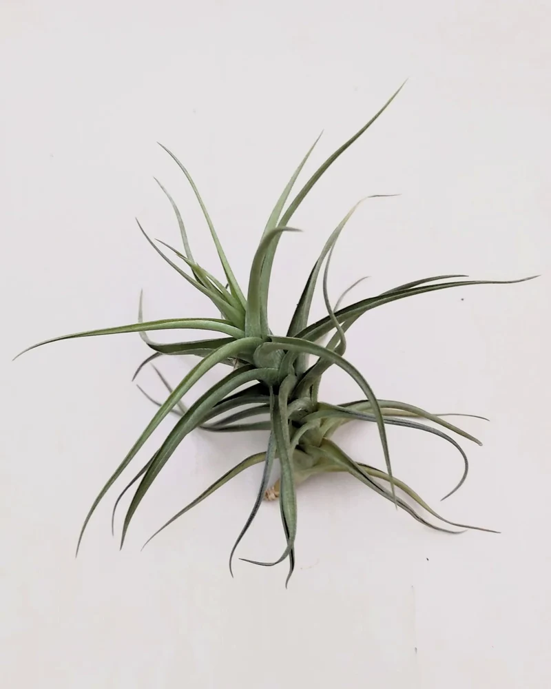 Tillandsia bergeri; planta del aire resistente y de fácil cuidado; Curiosarium; altura 12-15 cm, diámetro 15 cm