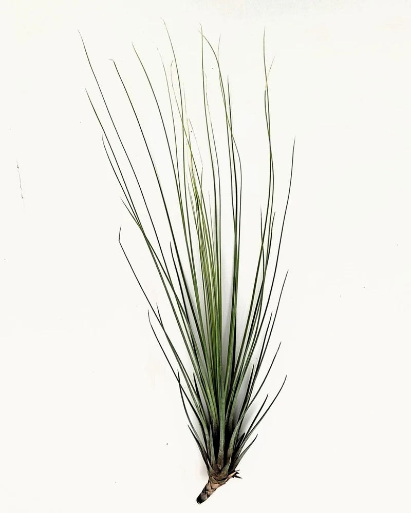 Tillandsia juncifolia; tillandsia de hojas de junco, planta del aire; Curiosarium; altura 20-25 cm, diámetro 10-15 cm