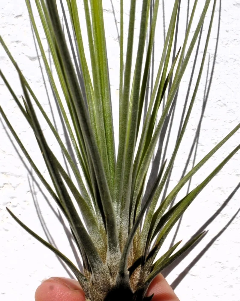 Tillandsia juncifolia; tillandsia de hojas de junco, planta del aire; Curiosarium; altura 20-25 cm, diámetro 10-15 cm
