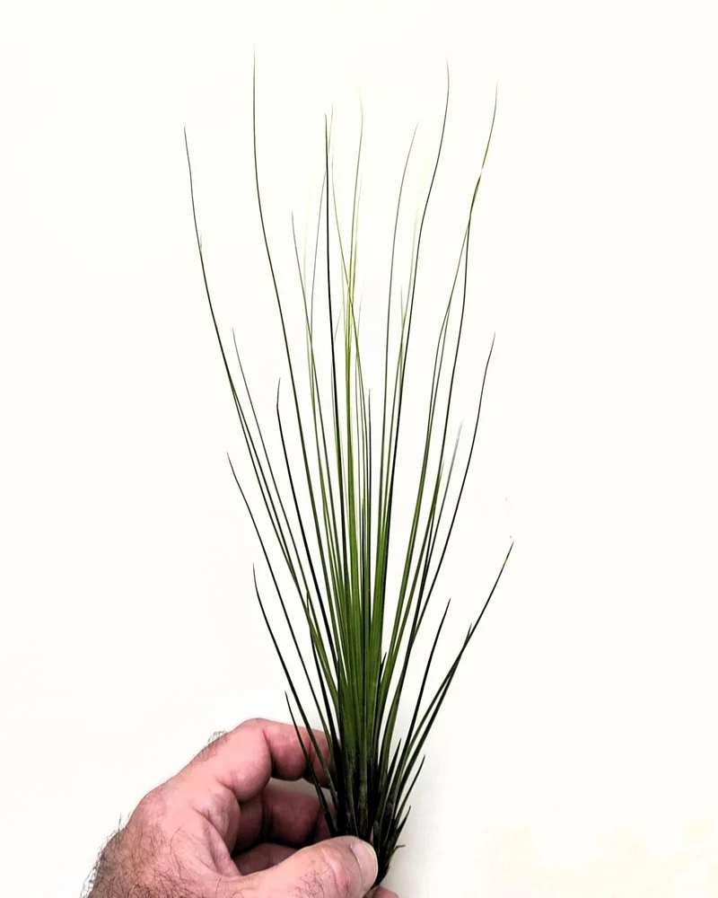 Tillandsia juncifolia; tillandsia de hojas de junco, planta del aire; Curiosarium; altura 20-25 cm, diámetro 10-15 cm