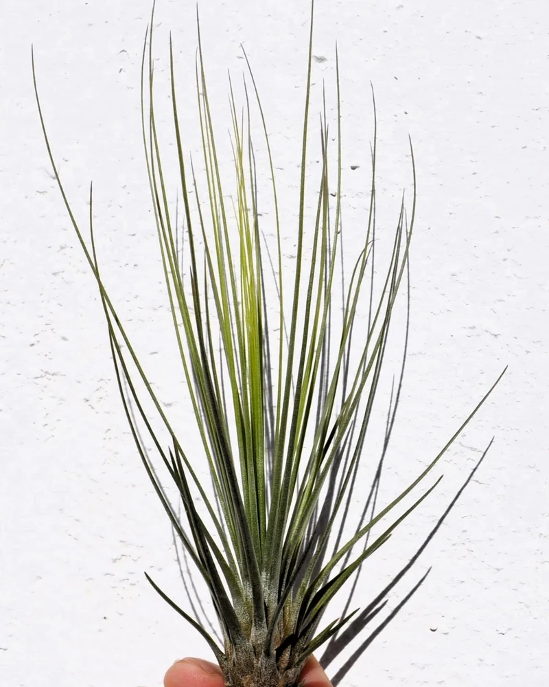 Tillandsia juncifolia; tillandsia de hojas de junco, planta del aire; Curiosarium; altura 20-25 cm, diámetro 10-15 cm