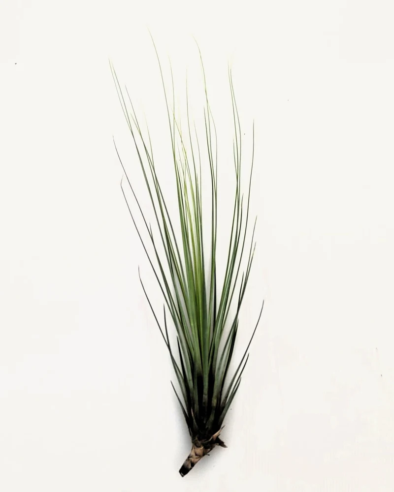 Tillandsia juncifolia; tillandsia de hojas de junco, planta del aire; Curiosarium; altura 20-25 cm, diámetro 10-15 cm