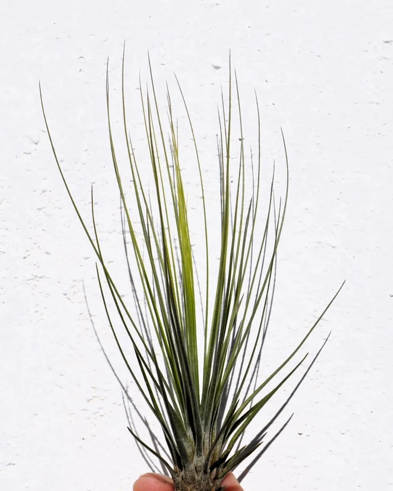 Tillandsia juncifolia; tillandsia de hojas de junco, planta del aire; Curiosarium; altura 20-25 cm, diámetro 10-15 cm