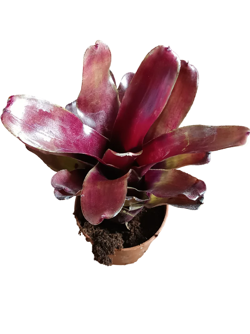 Neoregelia Casiopea Planta Bromelia De Interior 10 Cms